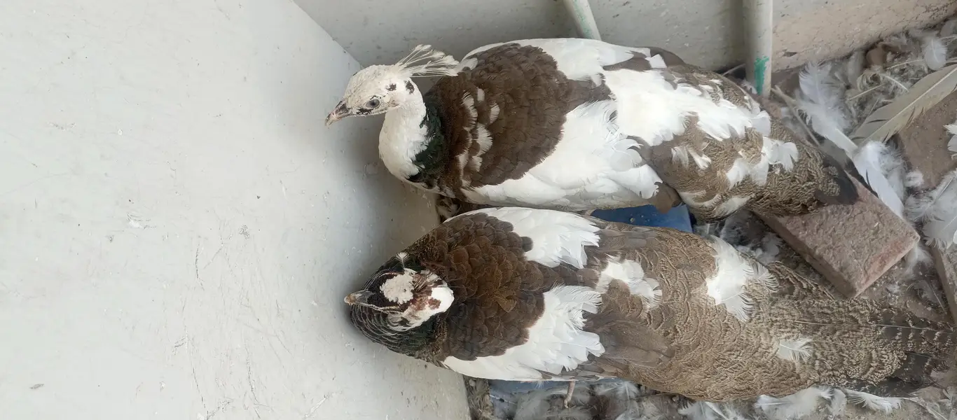 piet peacock breeder females — photo 2