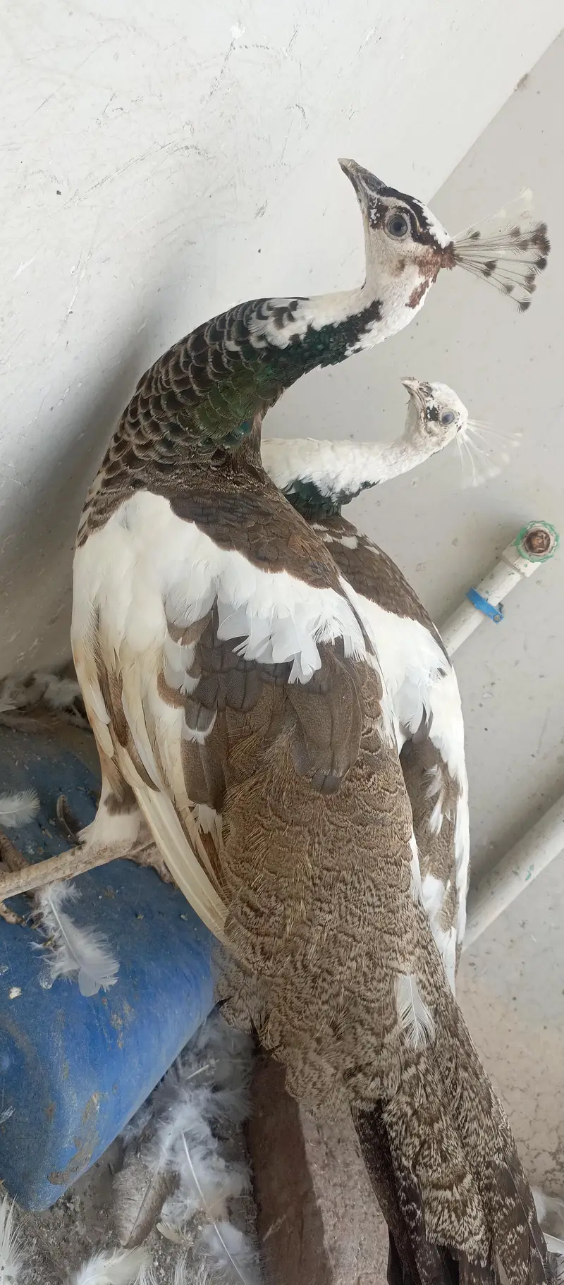 piet peacock breeder females — photo 3