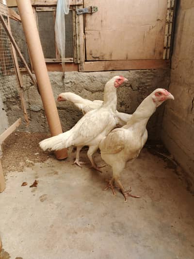 Pure Heera Aseel females tri (egg laying for sell)