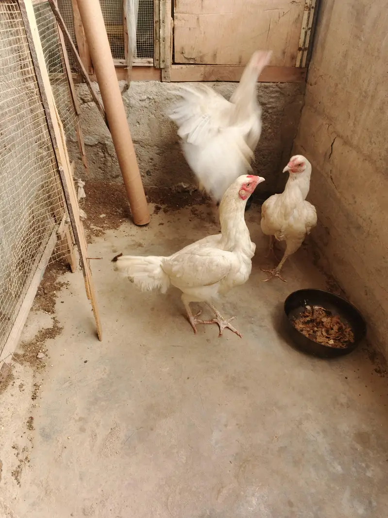 Pure Heera Aseel females tri (egg laying for sell) — photo 3