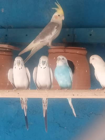 Australian buggies parrot for sale