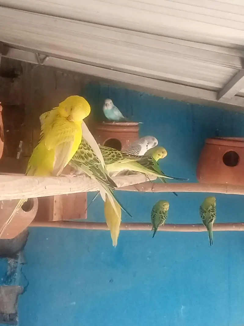 Australian buggies parrot for sale — photo 2