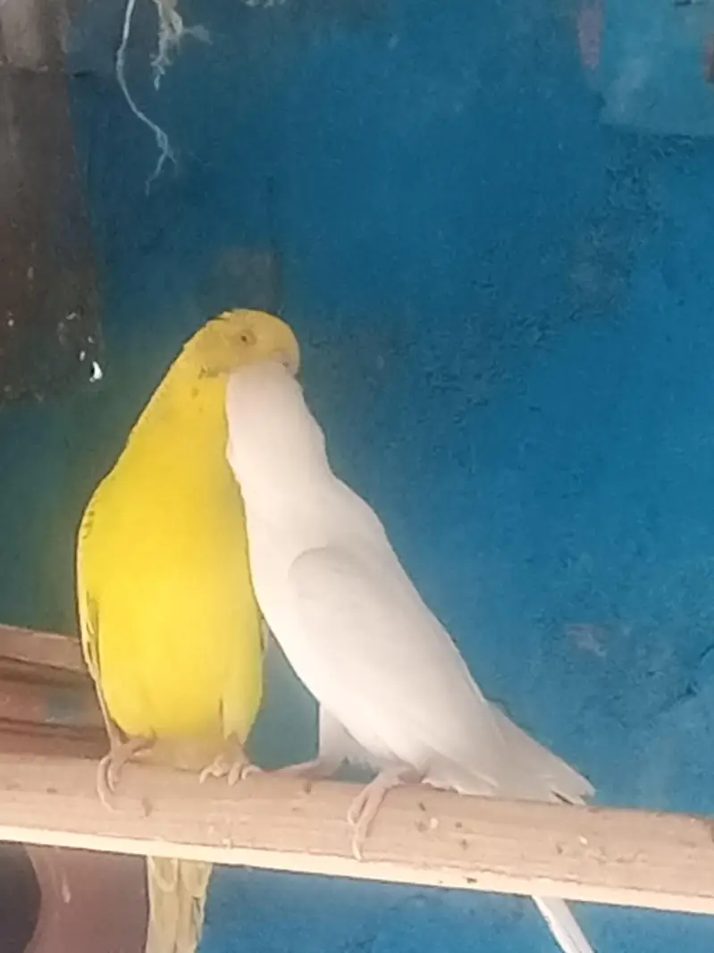 Australian buggies parrot for sale — photo 3