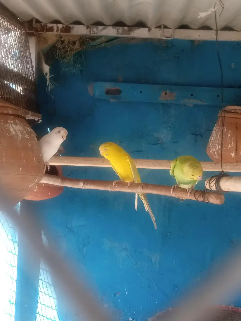 Australian buggies parrot for sale — photo 4
