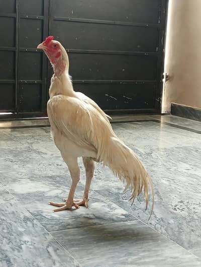 Pakistani cross Hira Aseel hen