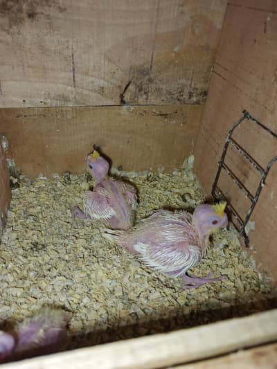 lutino cockateil chicks