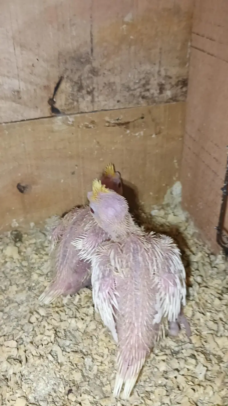 lutino cockateil chicks — photo 2