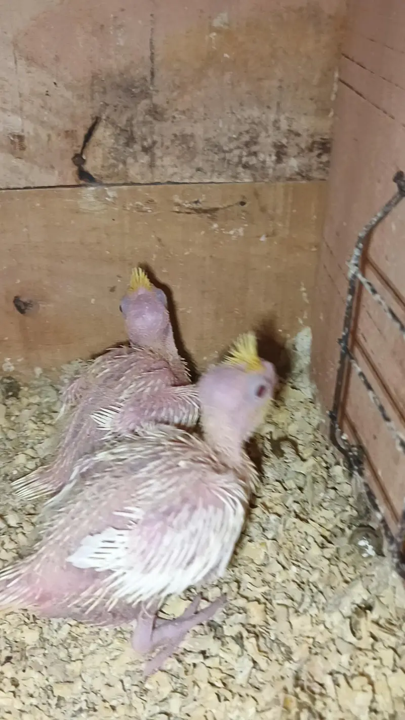 lutino cockateil chicks — photo 3
