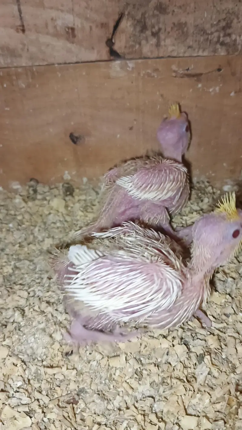 lutino cockateil chicks — photo 4