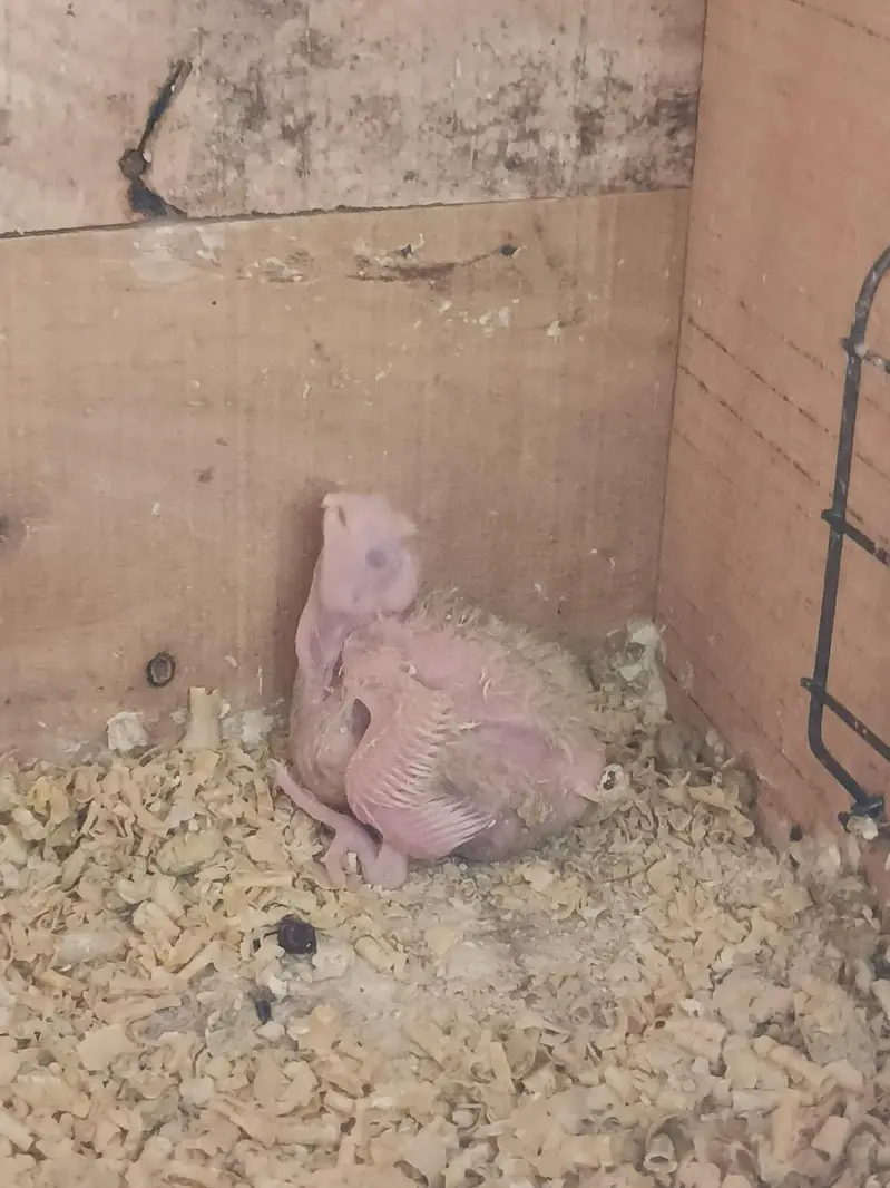 lutino cockateil chicks — photo 5