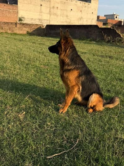 breeder female double coat head structure good big fram female family