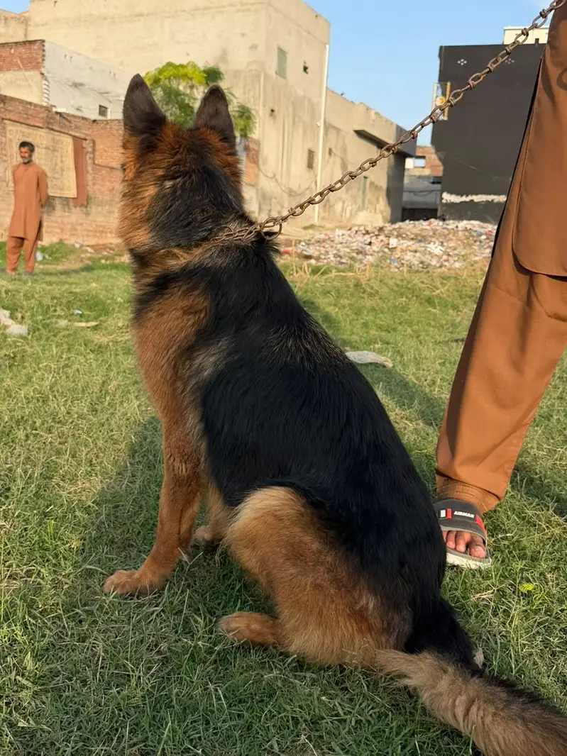 breeder female double coat head structure good big fram female family — photo 2