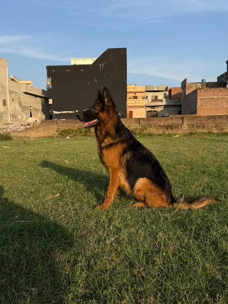 breeder female double coat head structure good big fram female family — photo 3