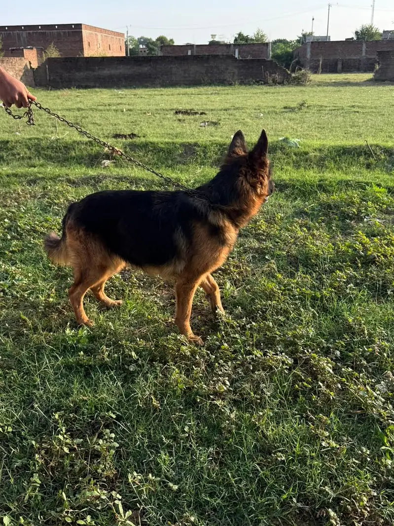breeder female double coat head structure good big fram female family — photo 4