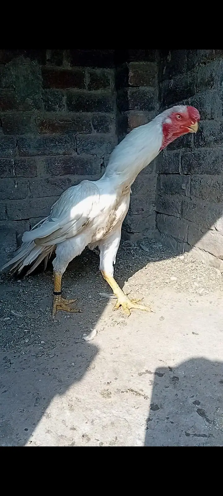 top qulity parrot beak long tail aseel phatha — photo 6