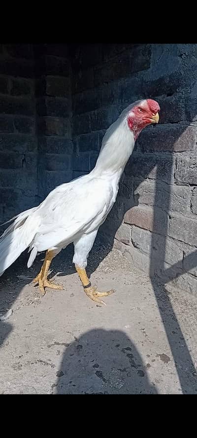 top qulity parrot beak long tail aseel phatha