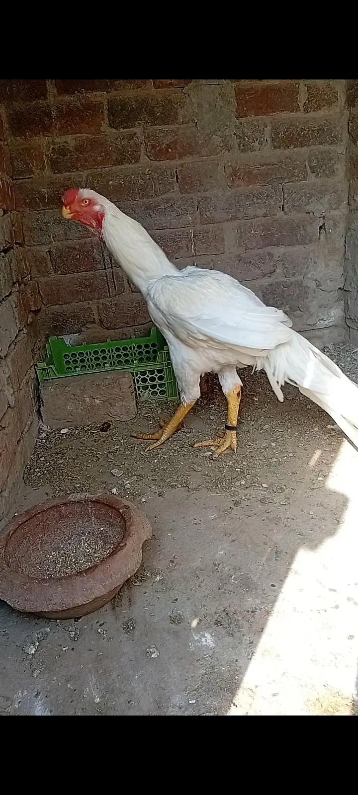 top qulity parrot beak long tail aseel phatha — photo 4