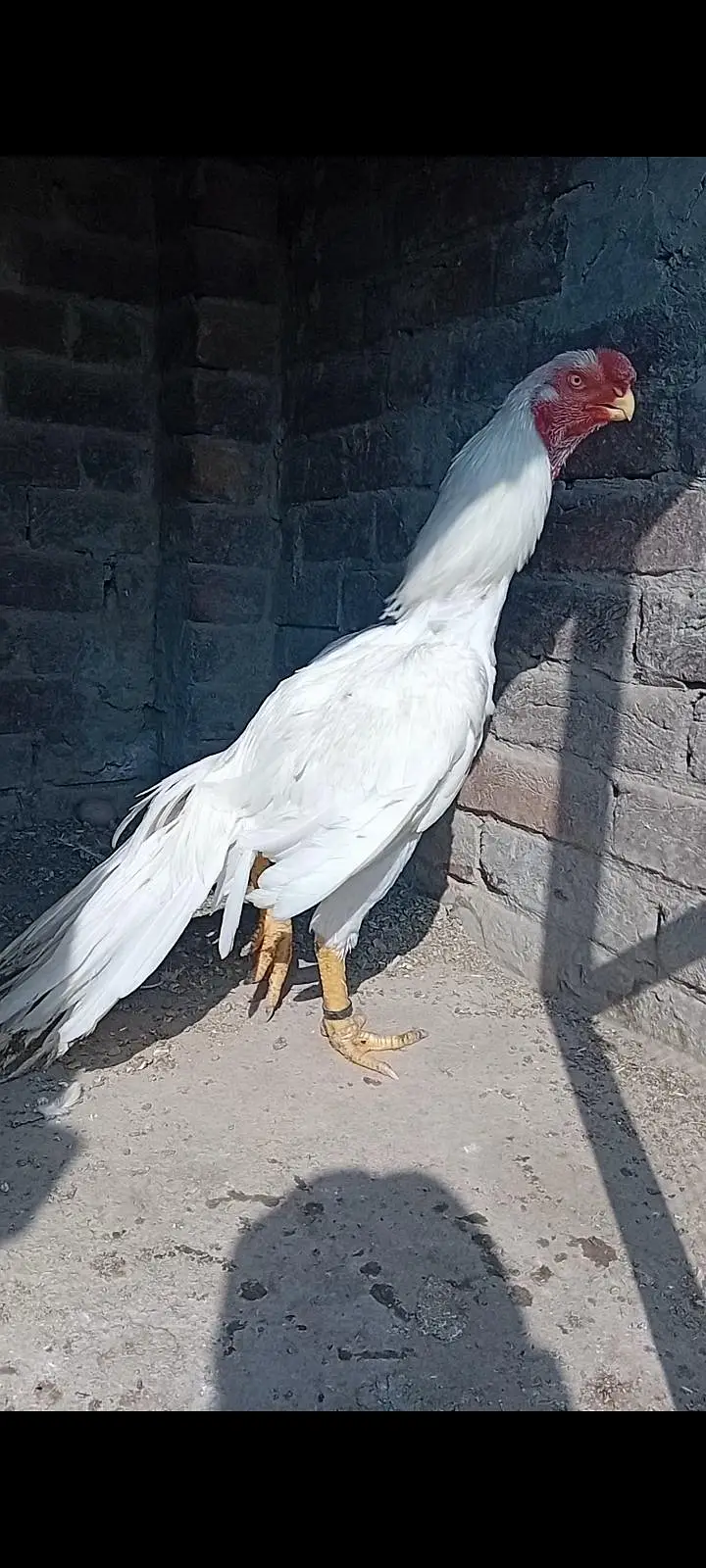 top qulity parrot beak long tail aseel phatha — photo 5