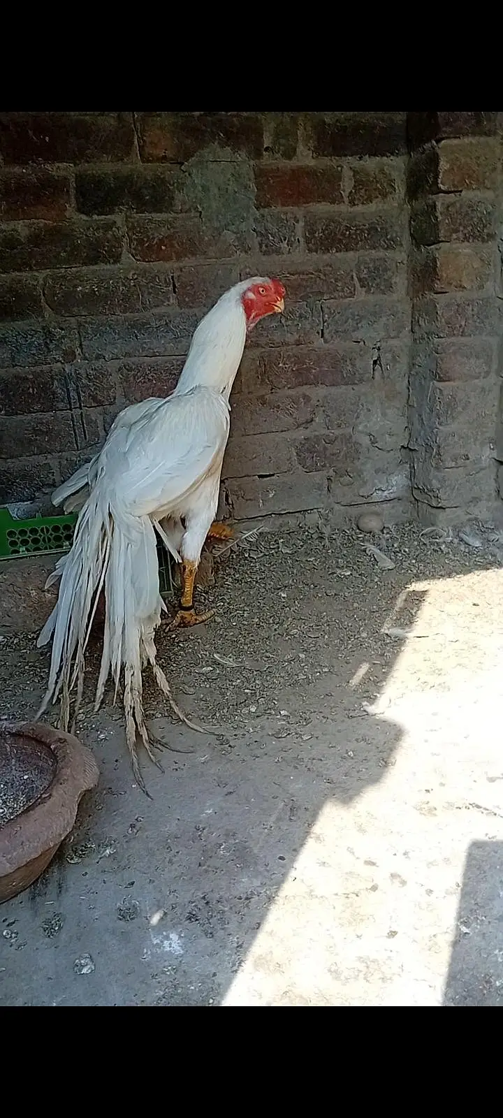 top qulity parrot beak long tail aseel phatha — photo 8