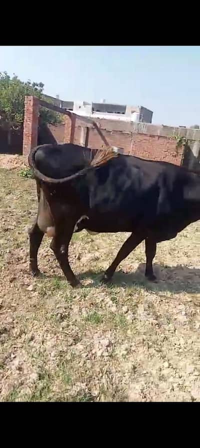 Jersey+Friesian