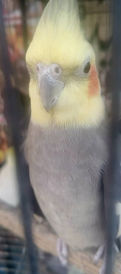 beautiful confirm bareedr pair for sale