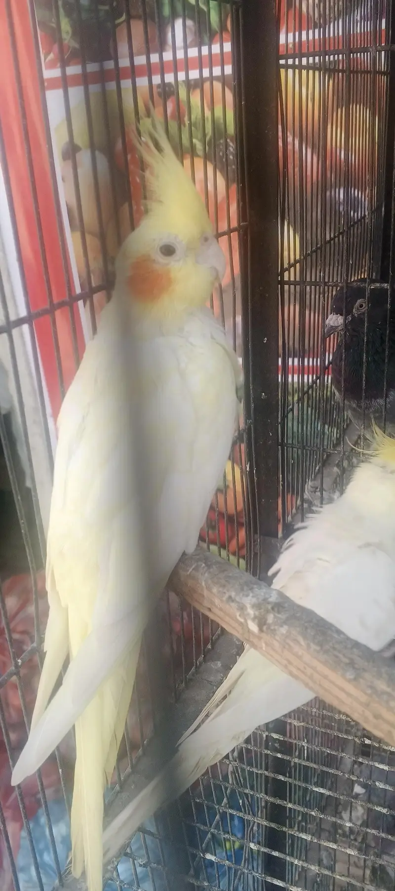 beautiful confirm bareedr pair for sale — photo 2