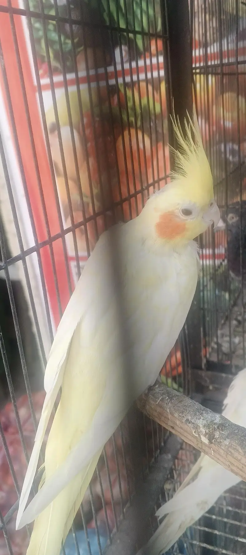 beautiful confirm bareedr pair for sale — photo 3