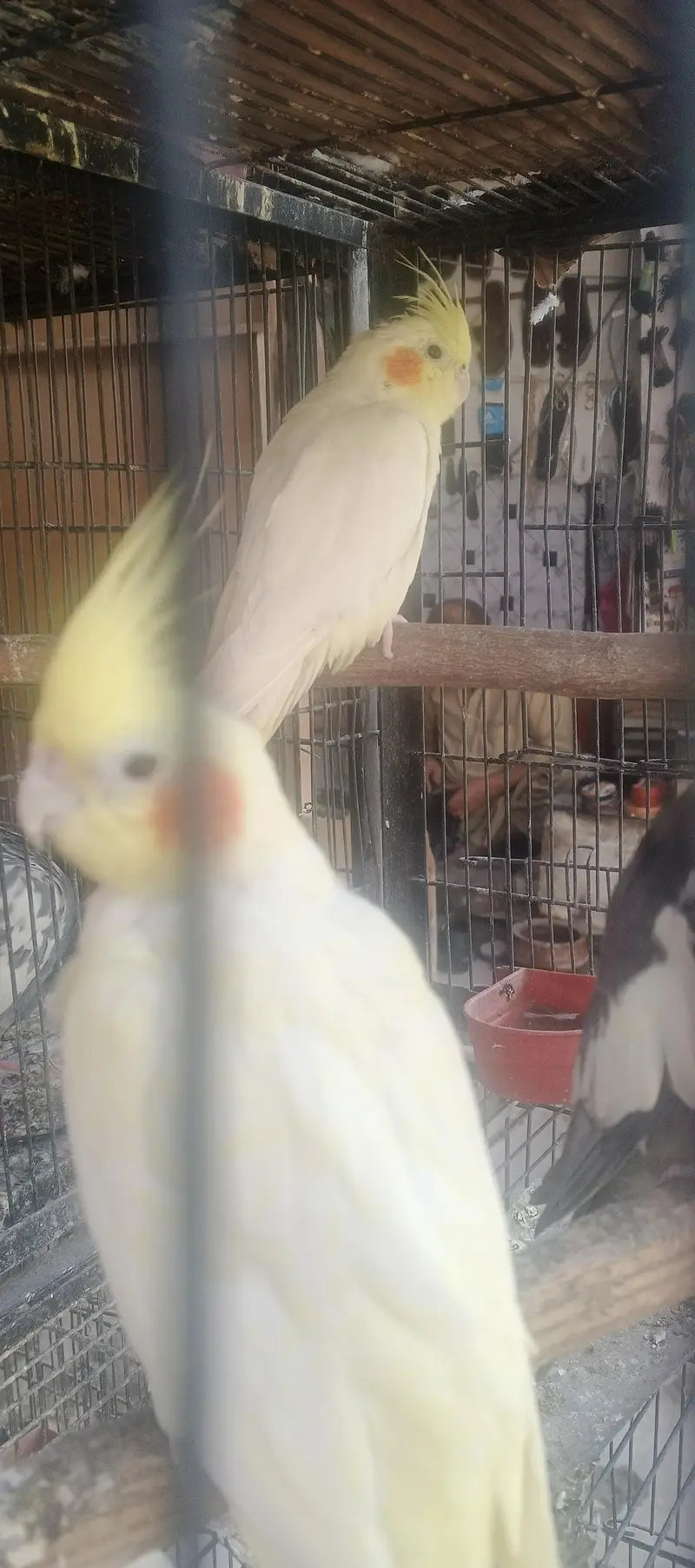 beautiful confirm bareedr pair for sale — photo 4