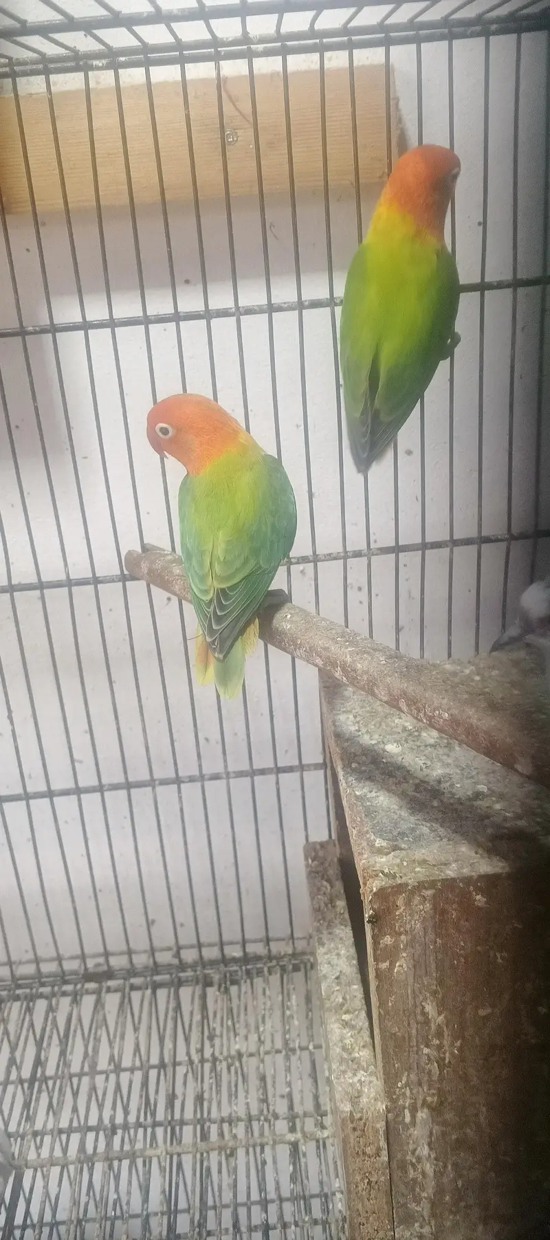 beautiful confirm bareedr pair for sale — photo 5