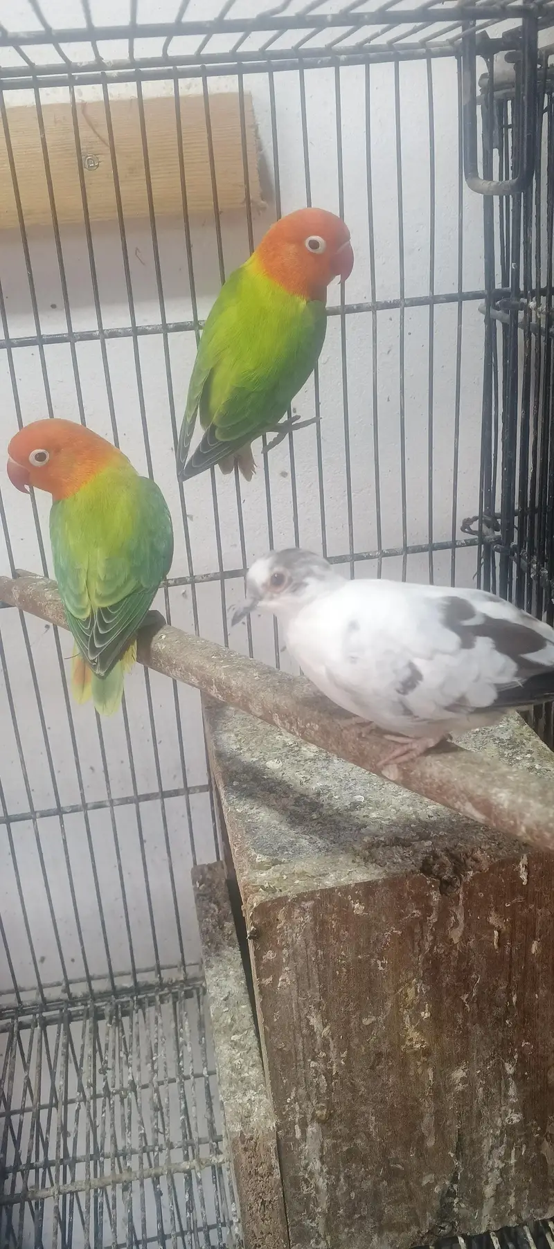 beautiful confirm bareedr pair for sale — photo 6