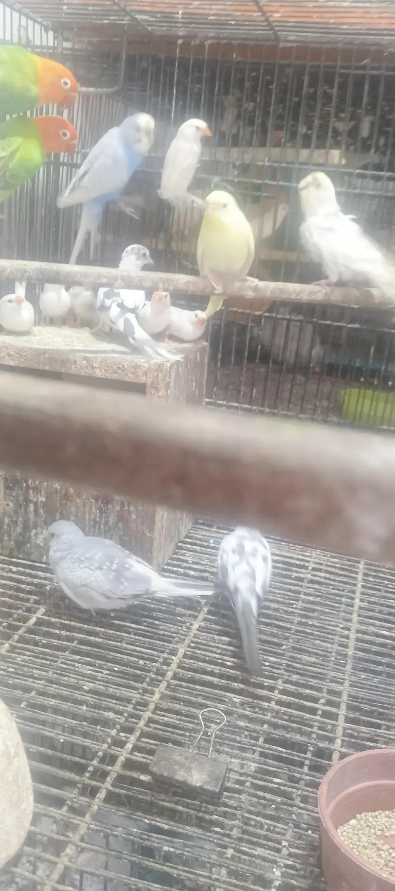 beautiful confirm bareedr pair for sale — photo 7