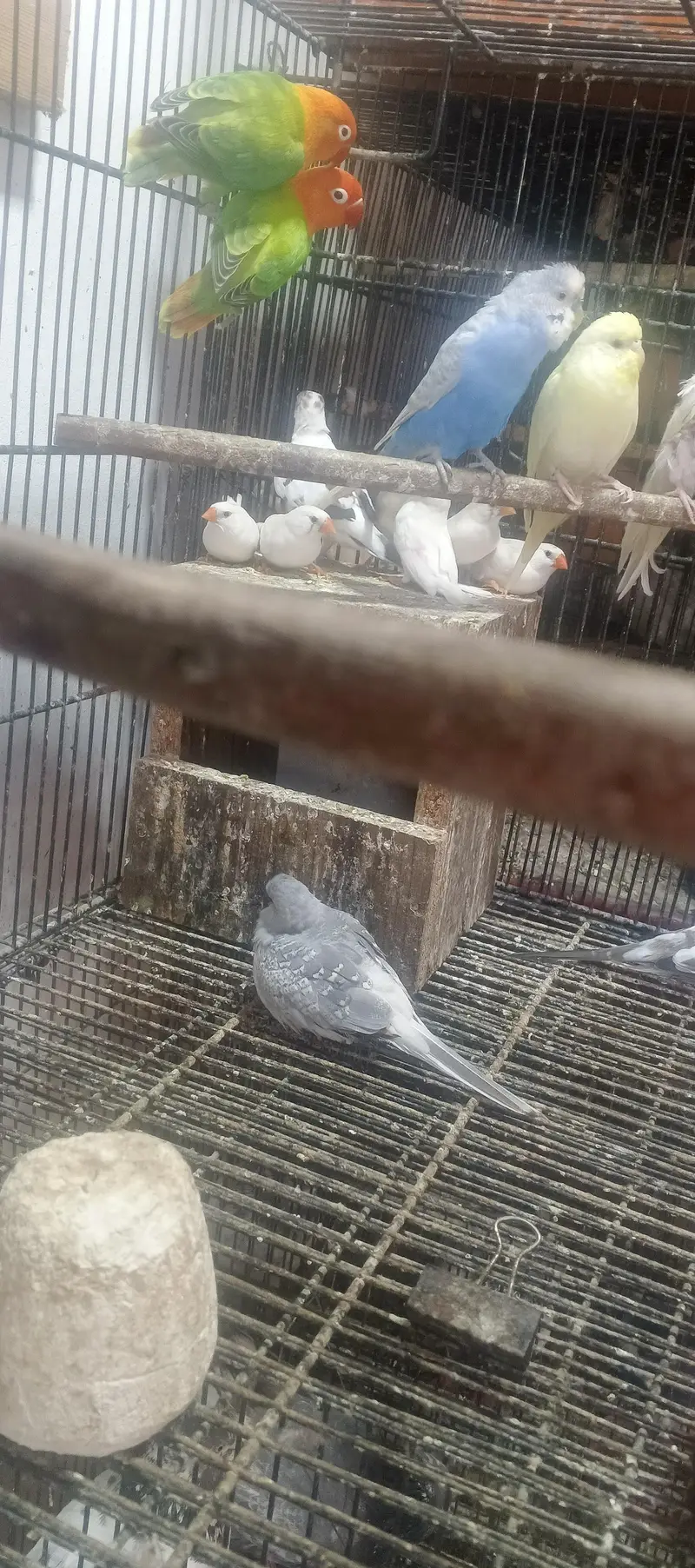 beautiful confirm bareedr pair for sale — photo 8