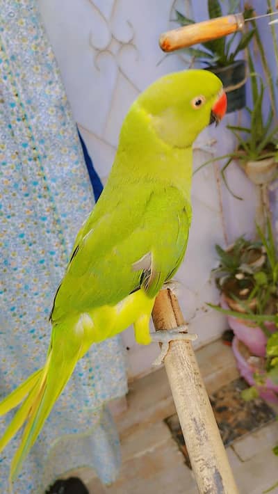 greenneck