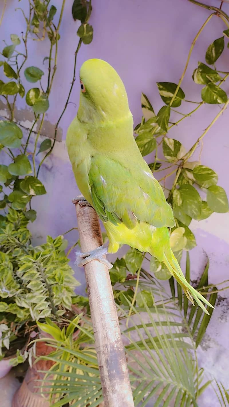 greenneck 3
