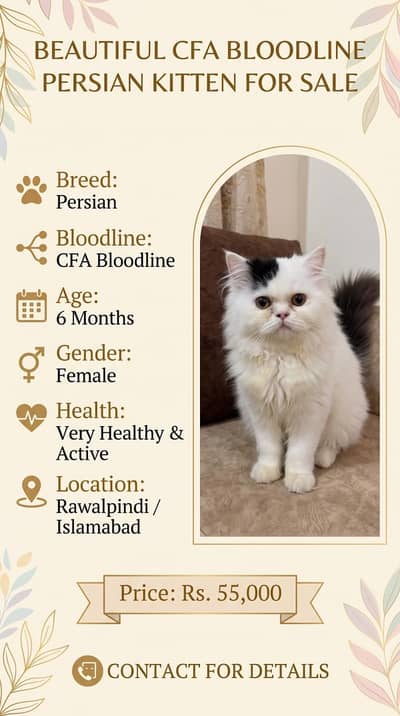 CFA Bloodline Cat for Sale – Pure Breed Feline, Healthy & Active