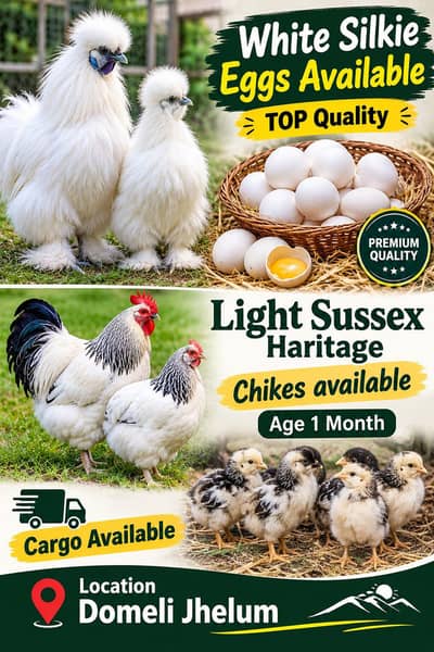 Light Sussex & Silky White