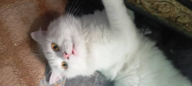 Male cat for sale healthy and active washroom train 0322/4113/183