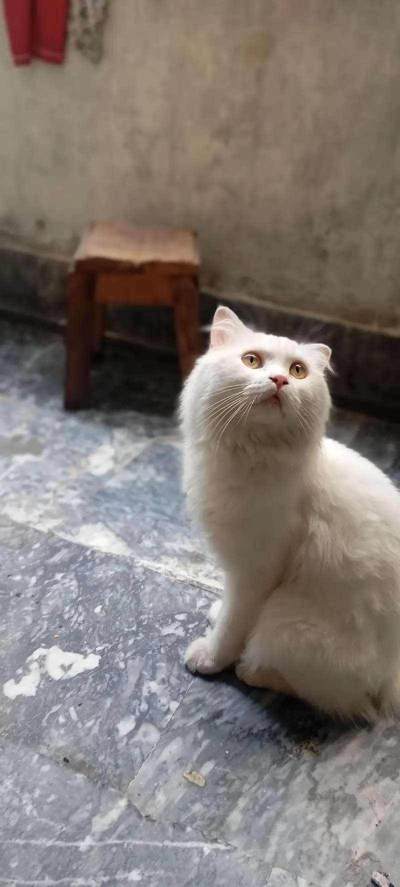 Male cat for sale healthy and active washroom train 0322/4113/183 — photo 2