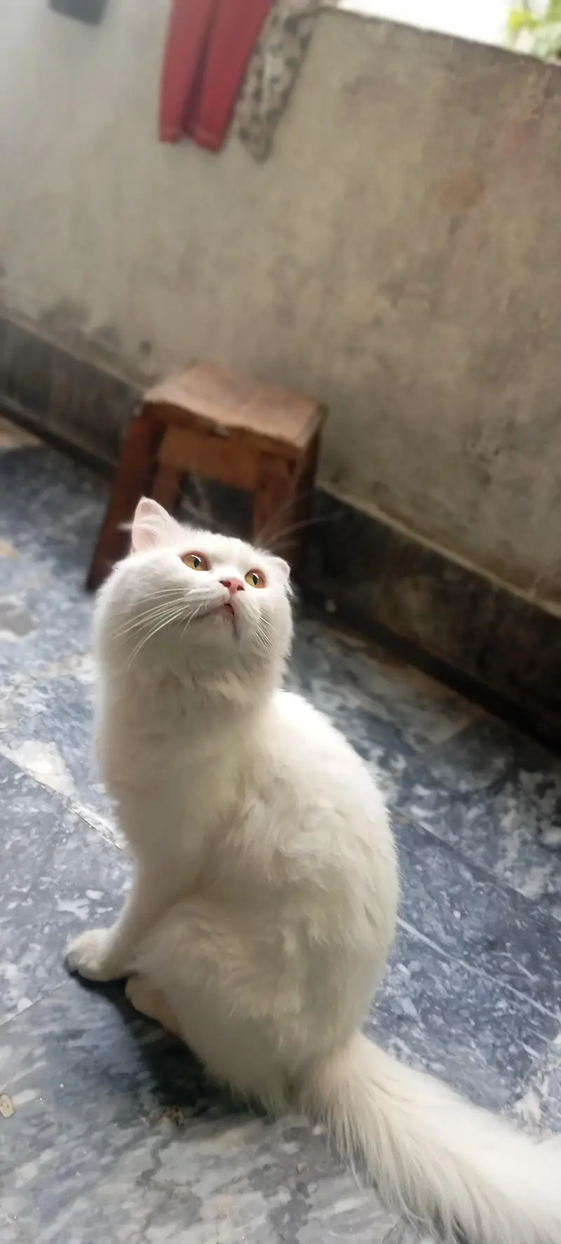 Male cat for sale healthy and active washroom train 0322/4113/183 — photo 3