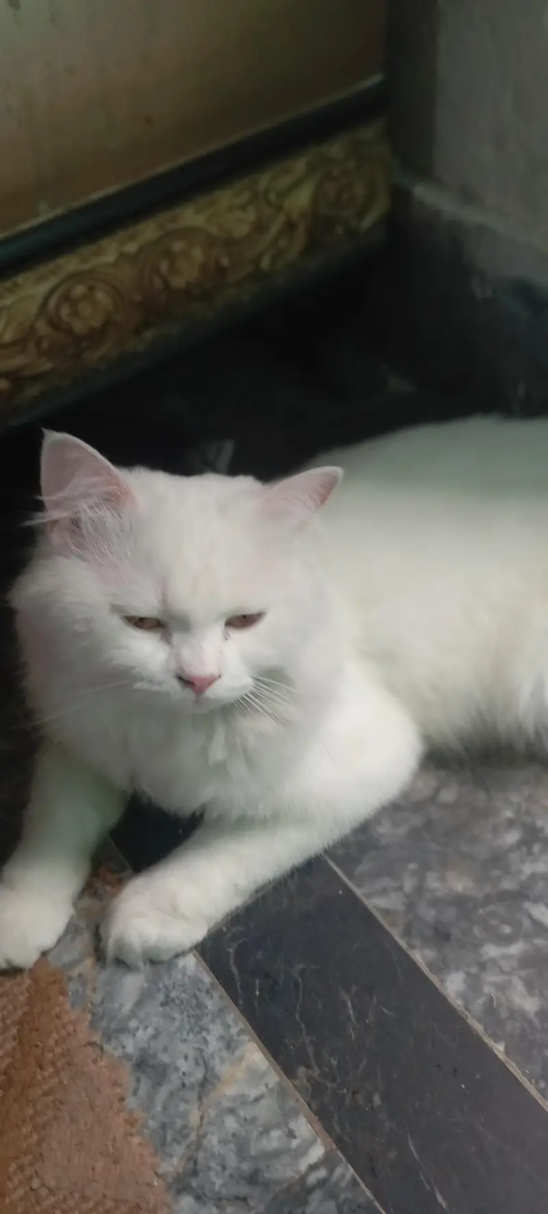 Male cat for sale healthy and active washroom train 0322/4113/183 — photo 4