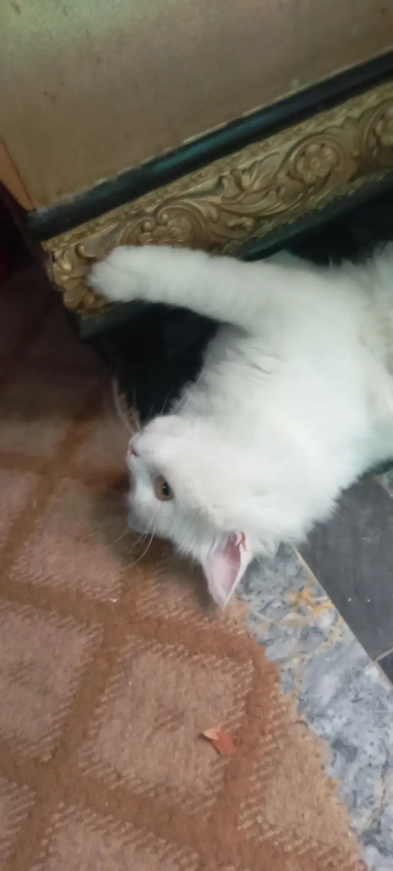Male cat for sale healthy and active washroom train 0322/4113/183 — photo 5