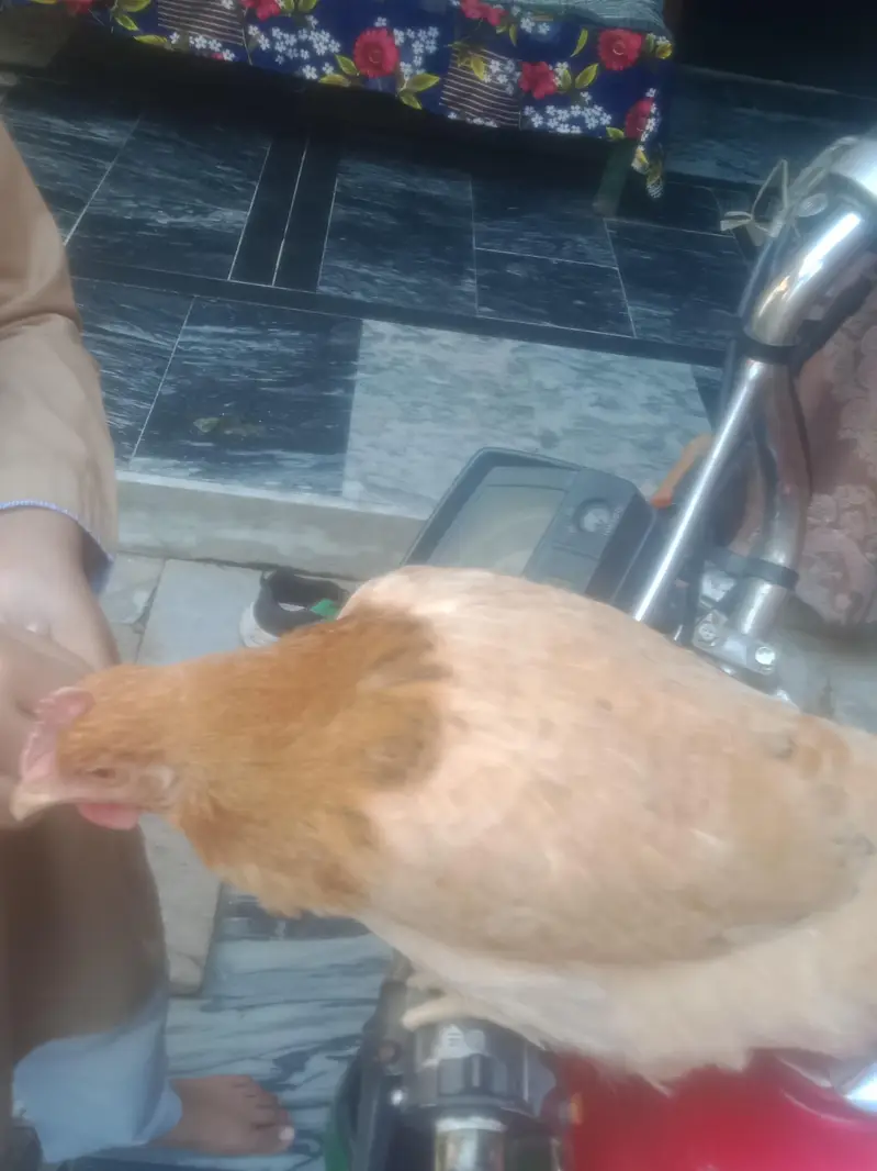 Golden Misri healthy and a Dana vali — photo 2