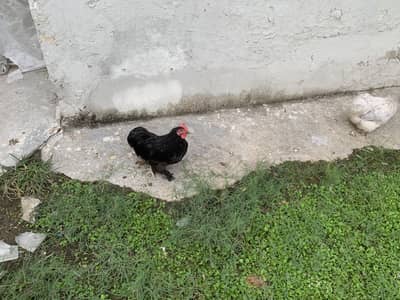 Bantam male and poolish male for sale