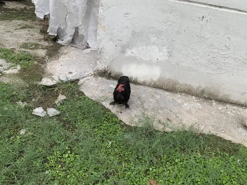 Bantam male and poolish male for sale — photo 2