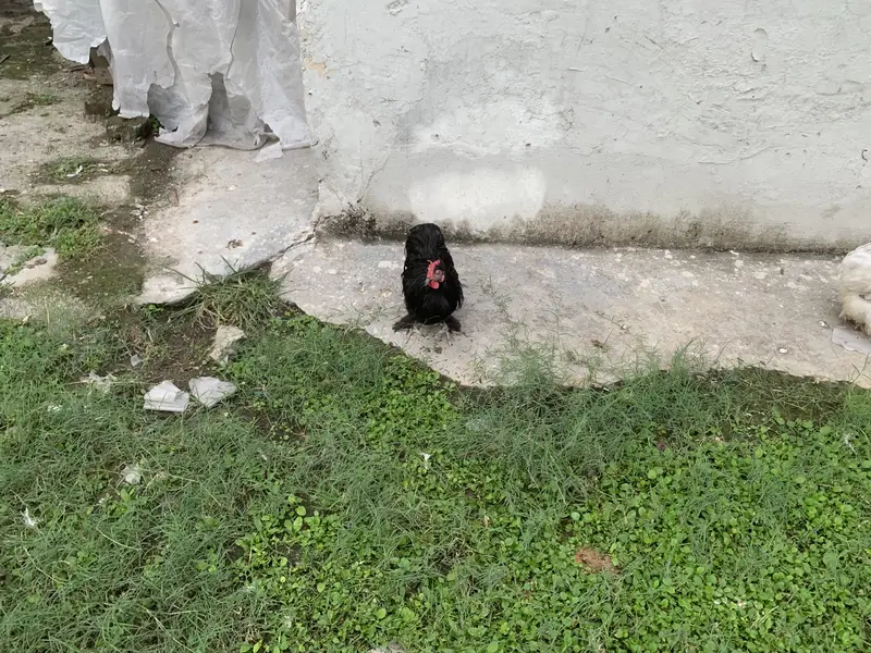 Bantam male and poolish male for sale — photo 3