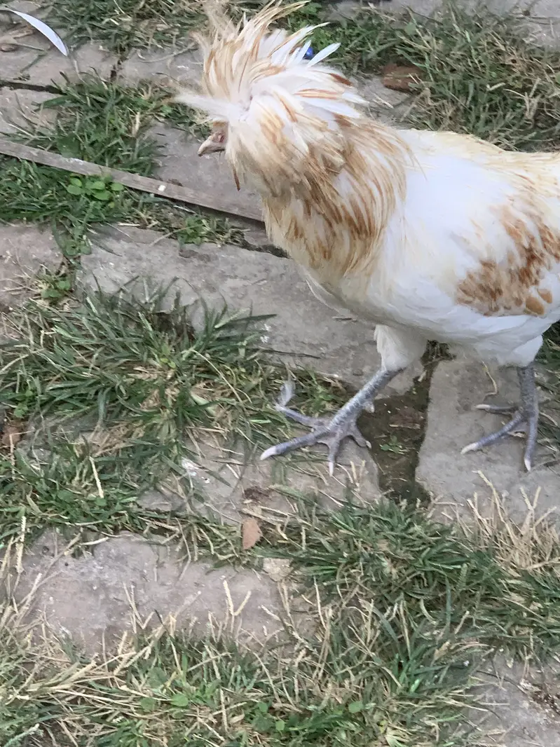 Bantam male and poolish male for sale — photo 4