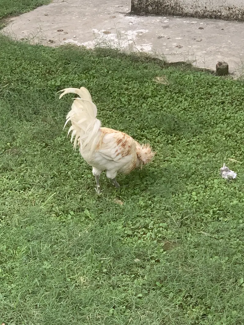 Bantam male and poolish male for sale — photo 5