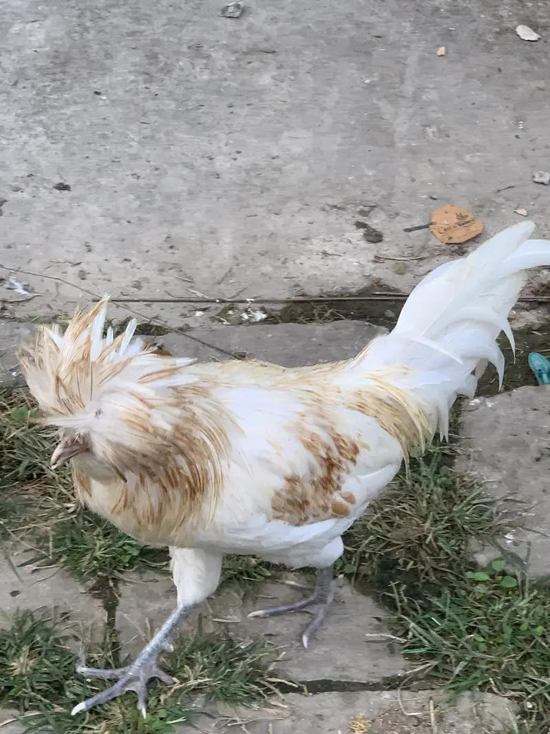 Bantam male and poolish male for sale — photo 6