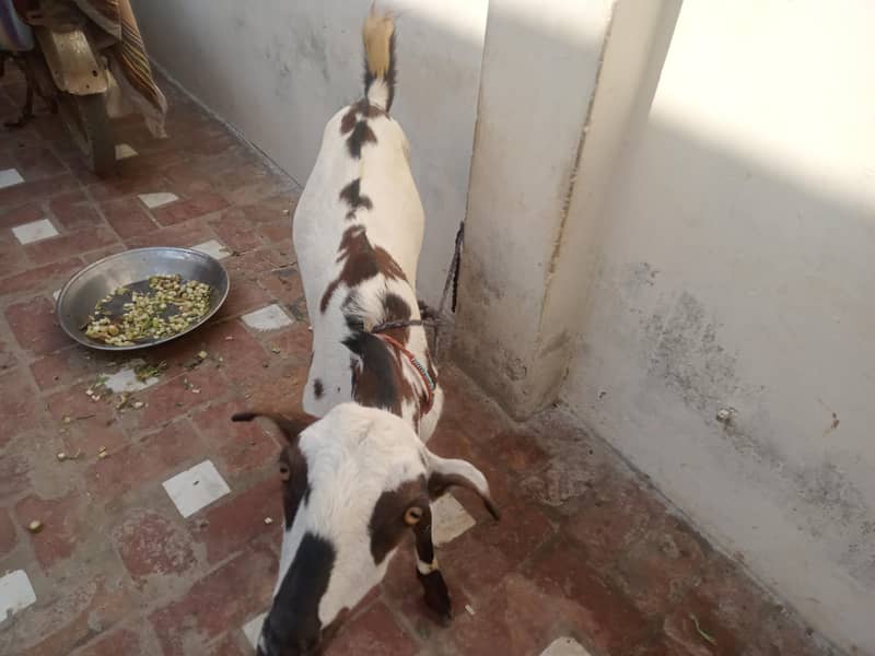 Bakra 0