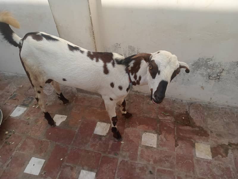 Bakra 1